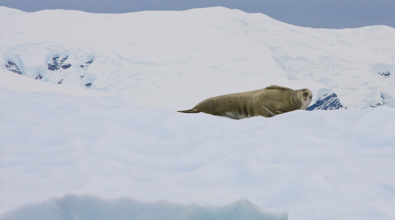 Crabeater Seal On Iceberg